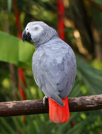 Congo African Grey