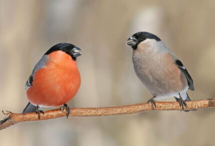 Bullfinch