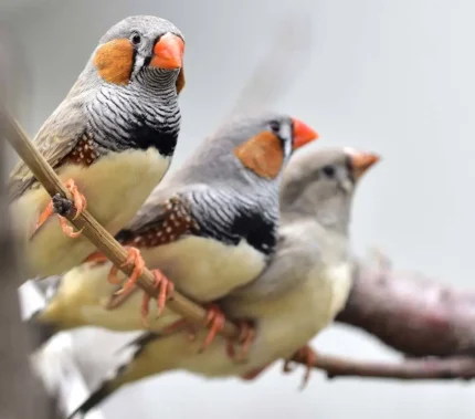 Zebra Finches