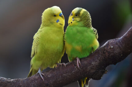 Budgie Parakeets