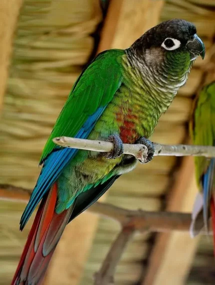 Green Cheeked Parakeets