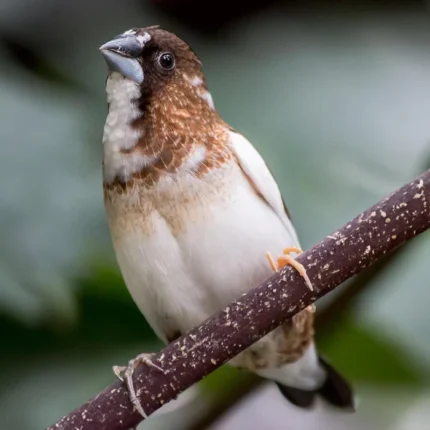 Society Finches